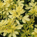 Choisya Sundance Fragrant Evergreen Garden Shrub Plant
