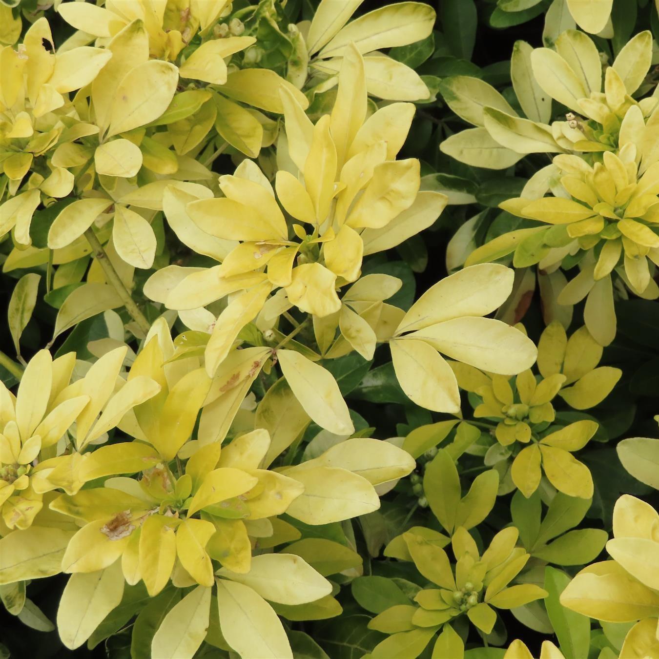 Choisya Sundance Fragrant Evergreen Garden Shrub Plant