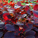 Cotinus Coggygria Royal Purple Smoke Bush Shrub Large 3-4ft In A 3 Litre Pot