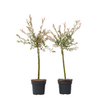 Flamingo Willow - 2 Pcs. - Salix Integra 'flamingo' - Height 60-80cm - ⌀17cm | Set of 2 | Pink