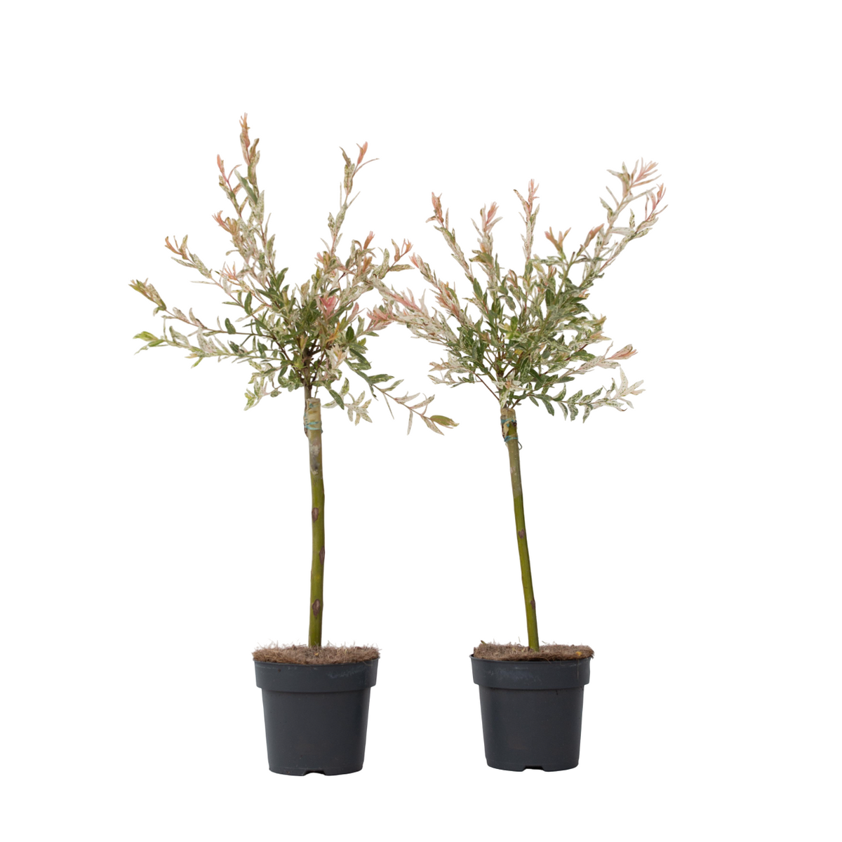Flamingo Willow - 2 Pcs. - Salix Integra 'flamingo' - Height 60-80cm - ⌀17cm | Set of 2 | Pink