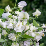 Sweet Pea 'romeo', Fragrant Flowers Seeds | 21 Seeds