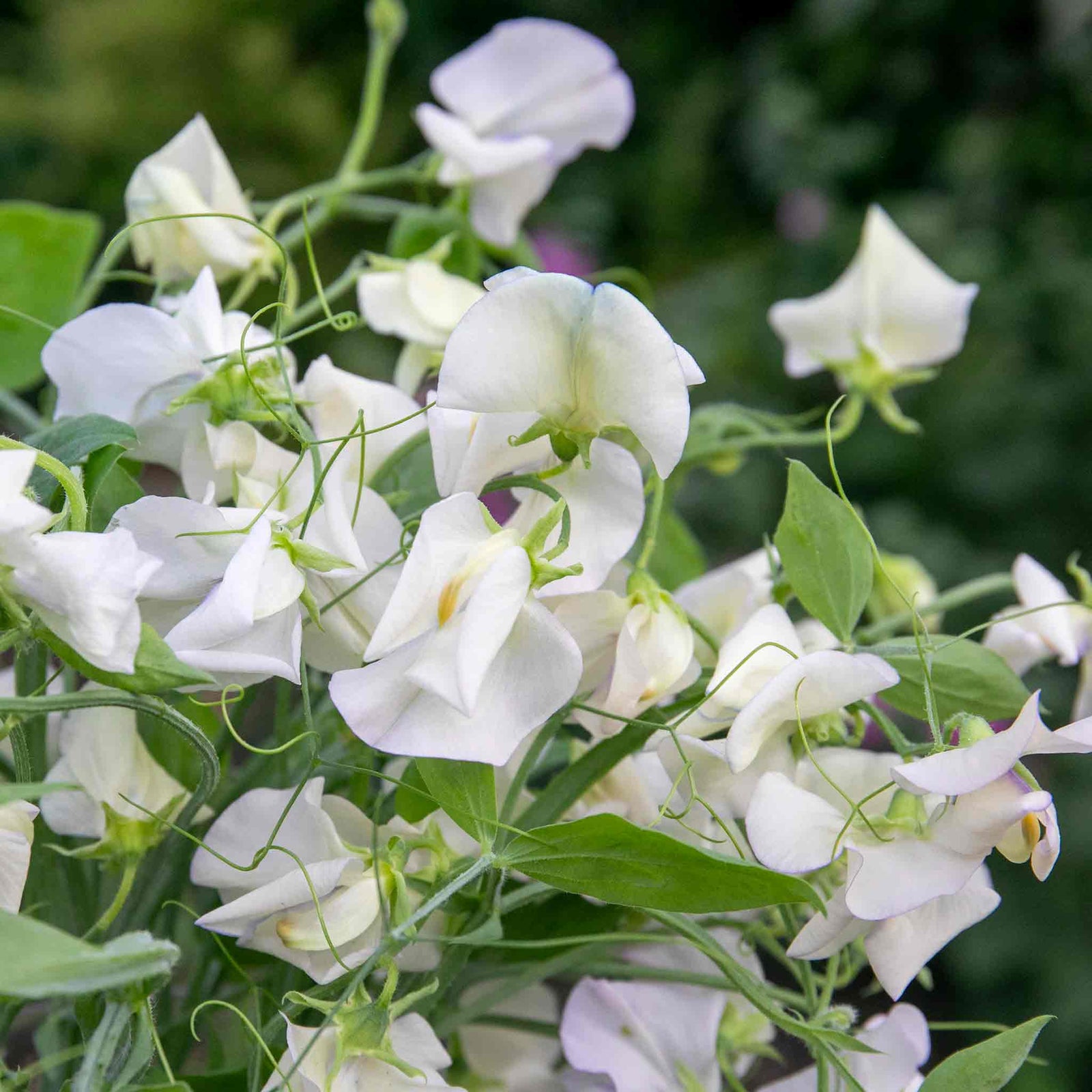Sweet Pea 'romeo', Fragrant Flowers Seeds | 21 Seeds
