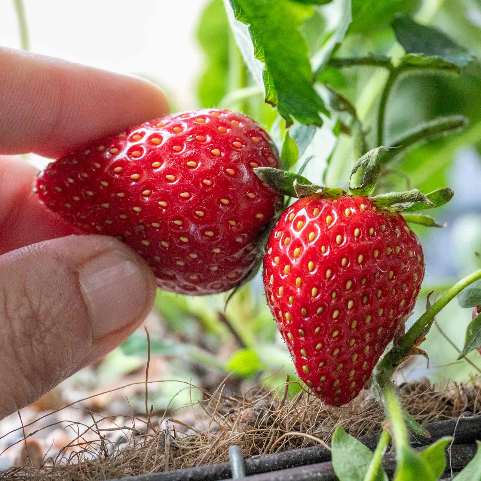 Strawberry Plant 'symphony' — Late Season Bare Roots | Set of 30