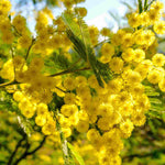 Acacia Dealbata - Blue Wattle - 9cm pots | 1 x 9cm | Yellow