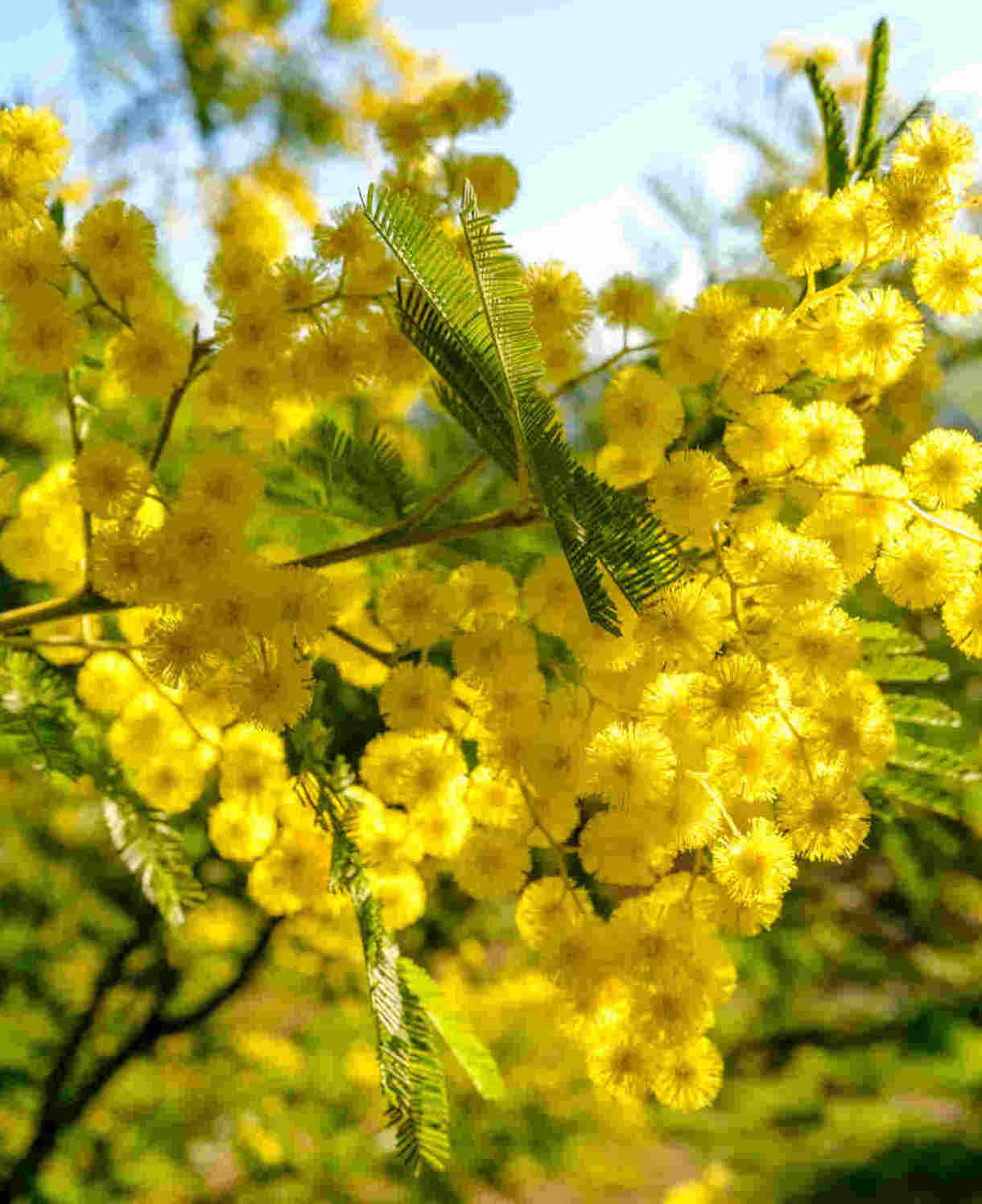 Acacia Dealbata - Blue Wattle - 9cm pots | 1 x 9cm | Yellow