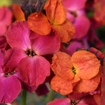 Hayloft Erysimum Collection - Plug Plants