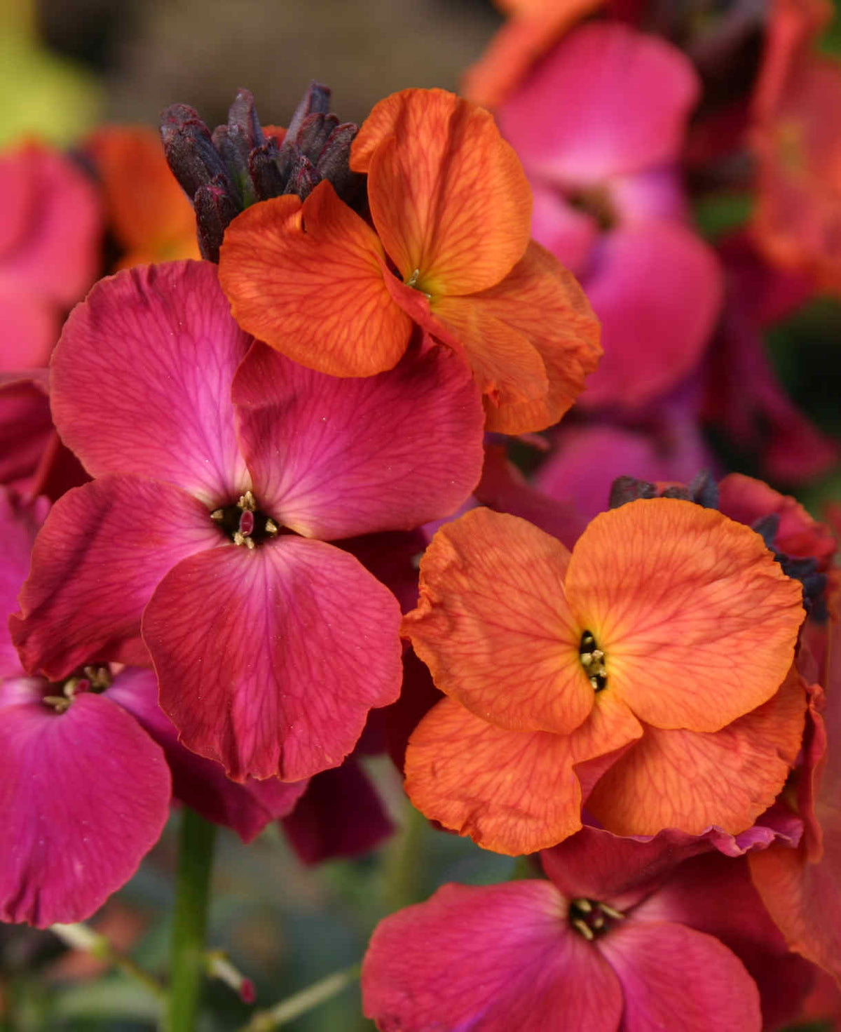 Hayloft Erysimum Collection - Plug Plants
