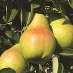 Pear Concorde Fruit Tree 6ft Tall Supplied In A 12 Litre Pot