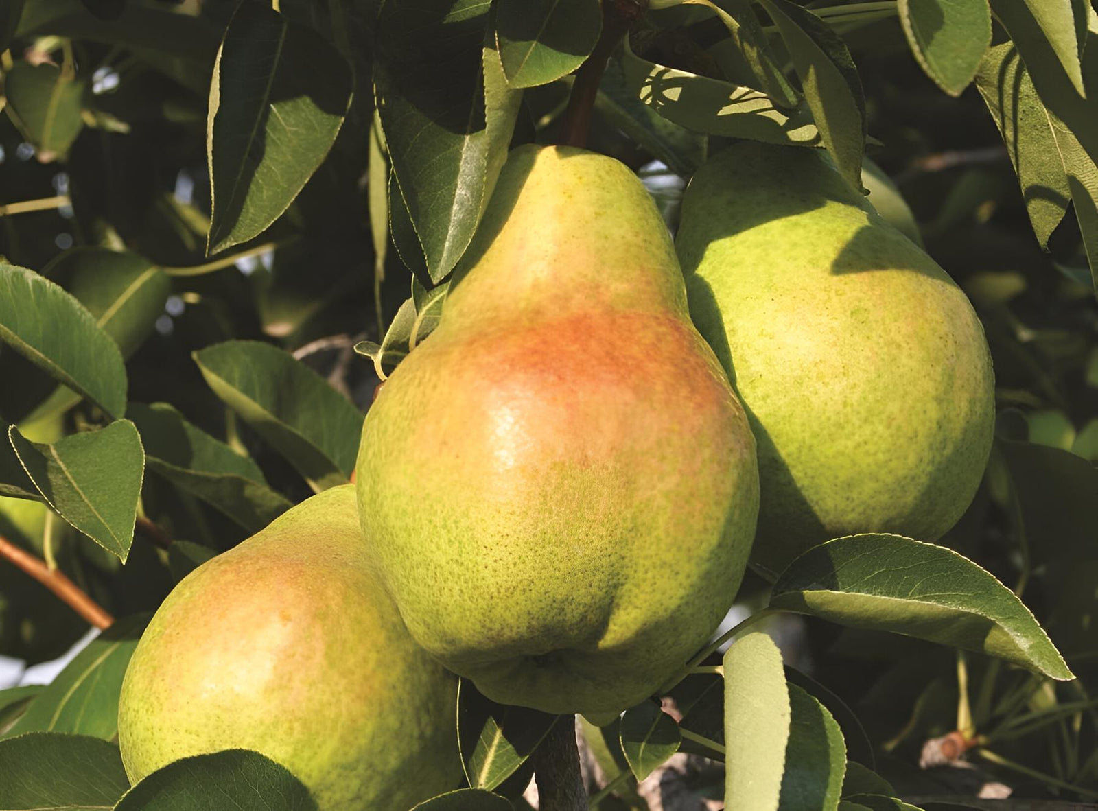 Pear Concorde Fruit Tree 6ft Tall Supplied In A 12 Litre Pot