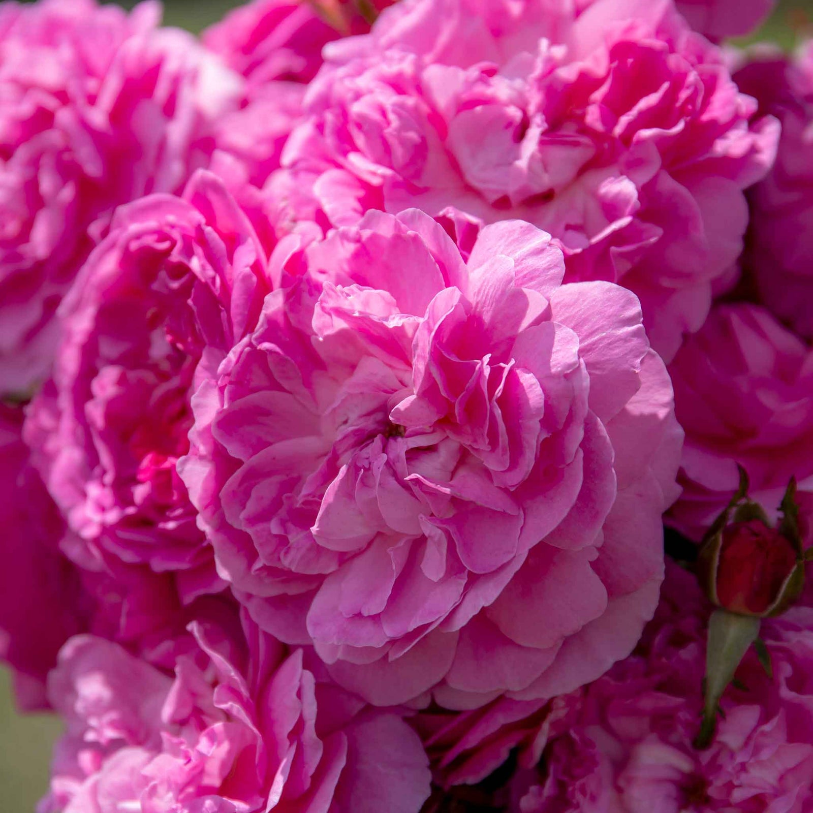 Rose 'orchid Romantica' Floribunda | 1 x Bare Root | Pink
