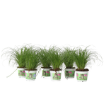 Cat Grass - 6 Pcs. - Cyperus Zumula - Height 30-40cm - ⌀12cm | Set of 6 | Green