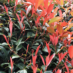 Christmas Berry - Photinia Fraseri 'red Robin' - Height 30-40cm - ⌀17cm | Set of 4 | Red