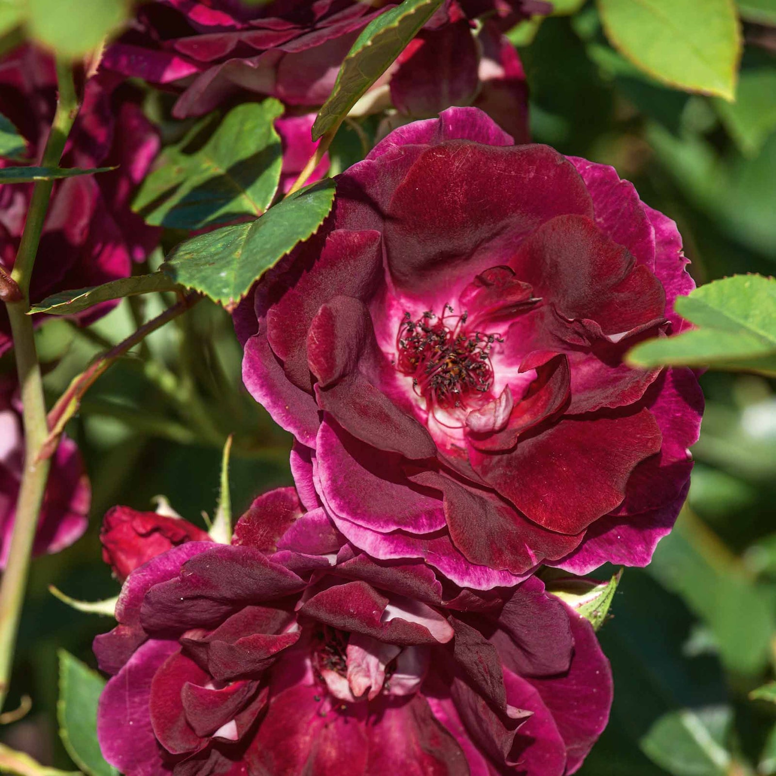 Rose 'burgundy Ice' Floribunda | 1 x Bare Root | Maroon