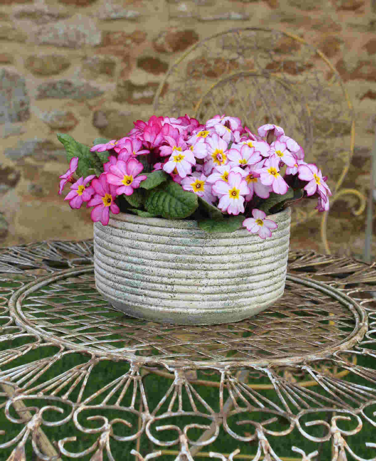 Hayloft Primula Tinkerbells- Pretty In Pink, A Spring Treat 6 X Young Plants