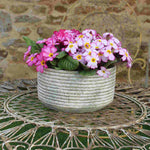 Primula Tinkerbells- Pretty In Pink, A Spring Treat 6 X Young Plants