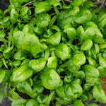 Organic Spinach 'america' | 500 Seeds | Green