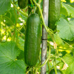 Cucumber Plant 'mini Munch' – Compact, High-yield (rhs Agm) Jumbo Plugs | Set of 6 | Green