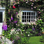 Mixed Perennial Cottage Garden Collection