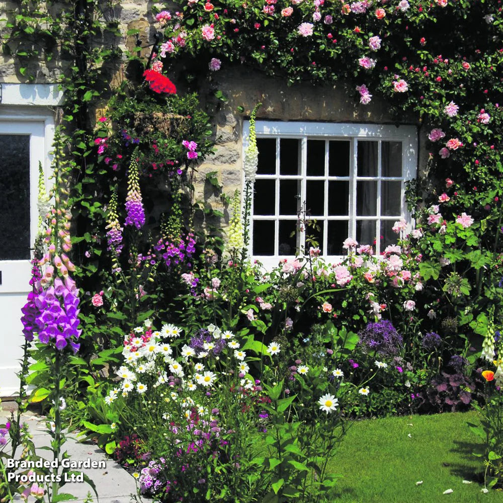 Mixed Perennial Cottage Garden Collection