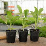 Brussels Sprout 'crispus', Rhs Awarded Winter Variety | 16 x Pro Grower Plugs | Green