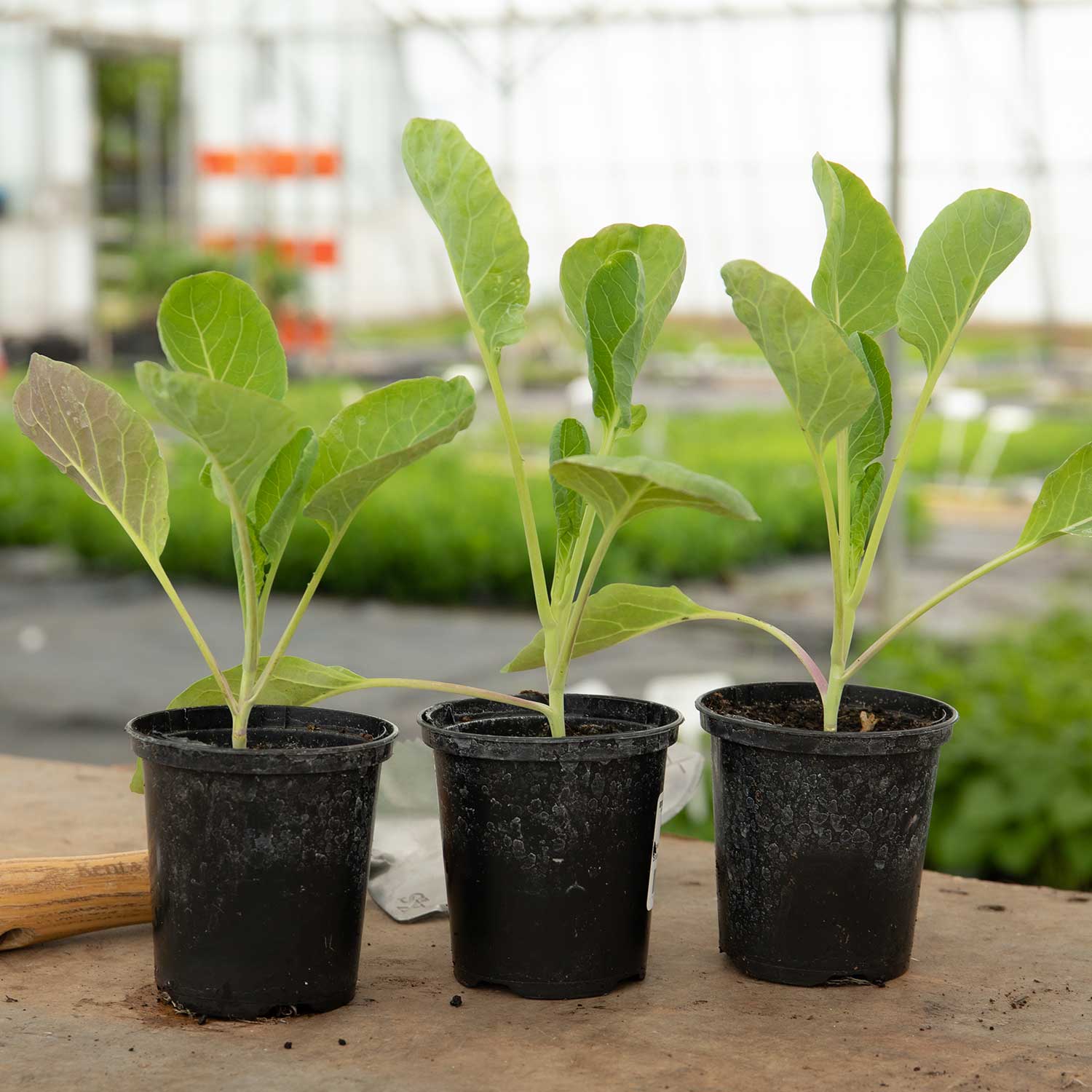 Brussels Sprout 'crispus', Rhs Awarded Winter Variety | 8 x Pro Grower Plugs | Green