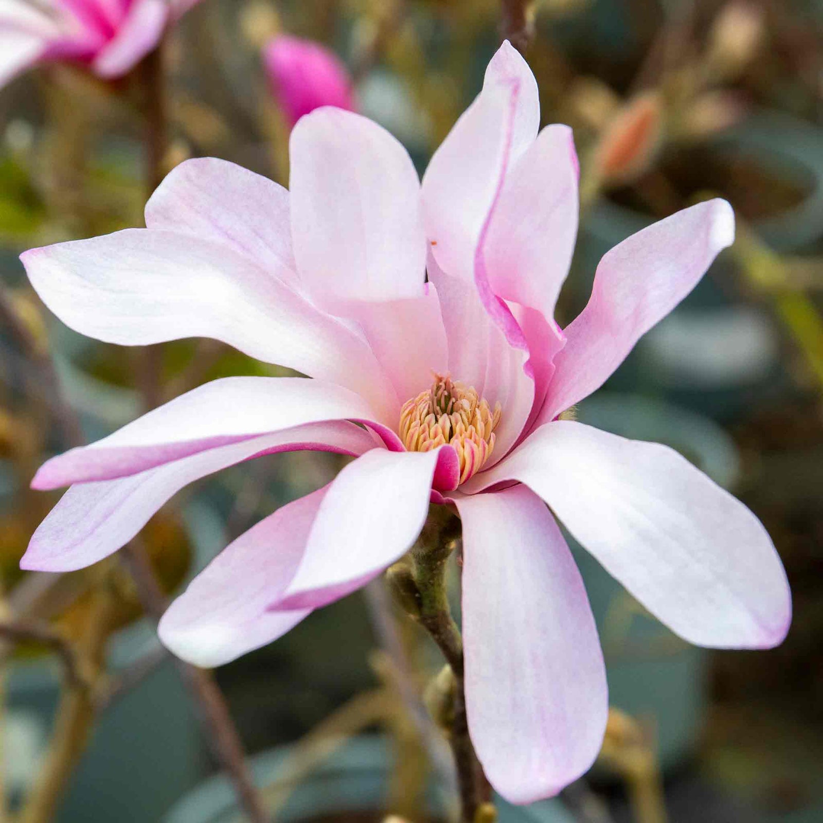 Magnolia 'leonard Messel' - Rhs Award Of Garden Merit | 1 x 7.5L | Pink