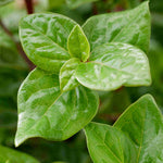 Viburnum Tinus Rock 'n' Rolla - A Year Round Performer - 9cm pot | Set-of-1 | Pink