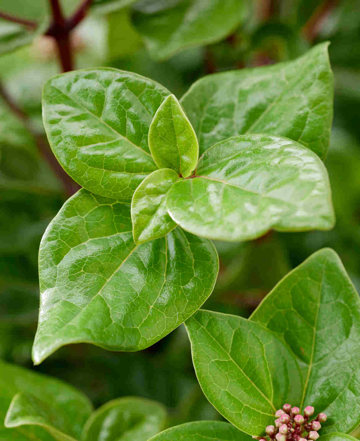 Viburnum Tinus Rock 'n' Rolla - A Year Round Performer - 9cm pot | Set-of-1 | Pink