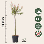 Flamingo Willow - 2 Pcs. - Salix Integra 'flamingo' - Height 90-110cm - ⌀19cm