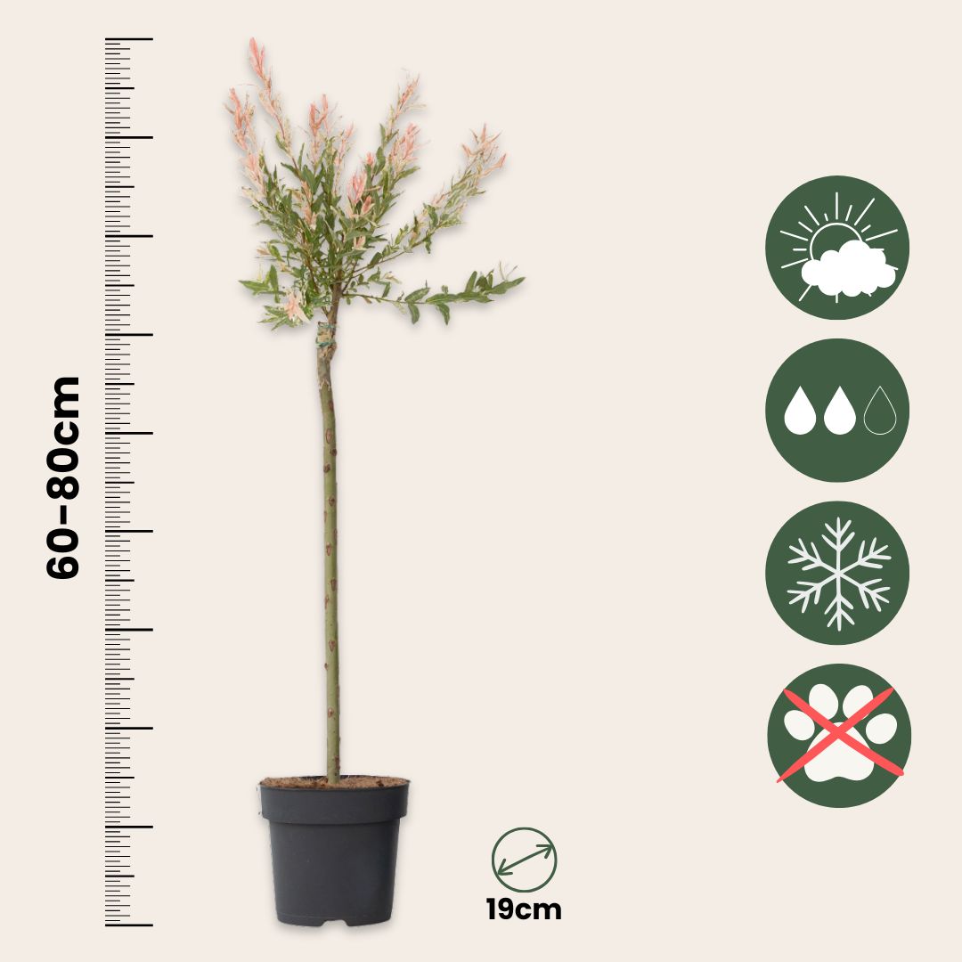 Flamingo Willow - 2 Pcs. - Salix Integra 'flamingo' - Height 90-110cm - ⌀19cm