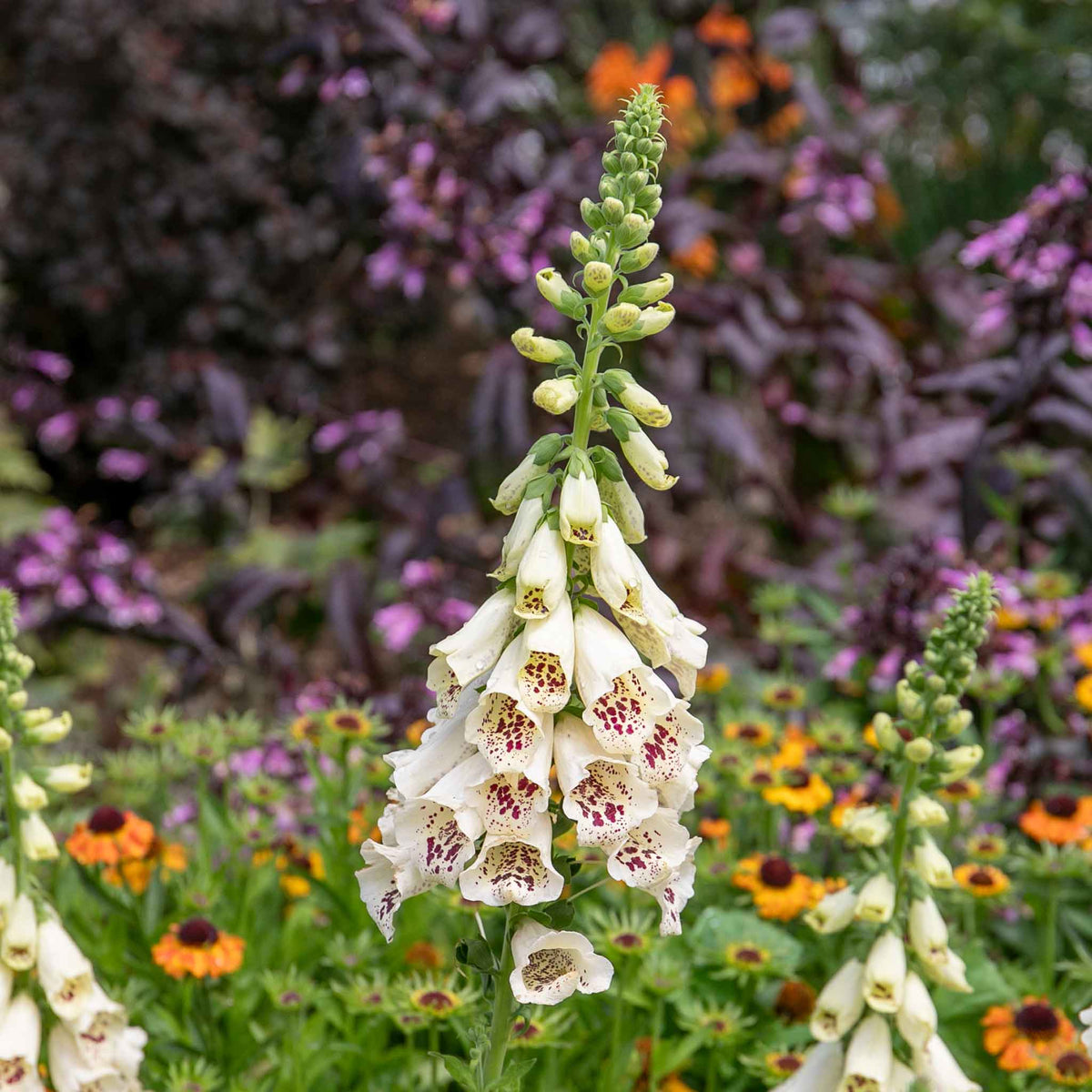 Digitalis 'dalmatian Cream' Compact Rhs Award Foxglove | Set of 6 | Multi