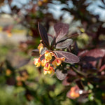 Berberis Thunbergii 'atropurpurea Nana' | 1 x 3L | Neon Orange