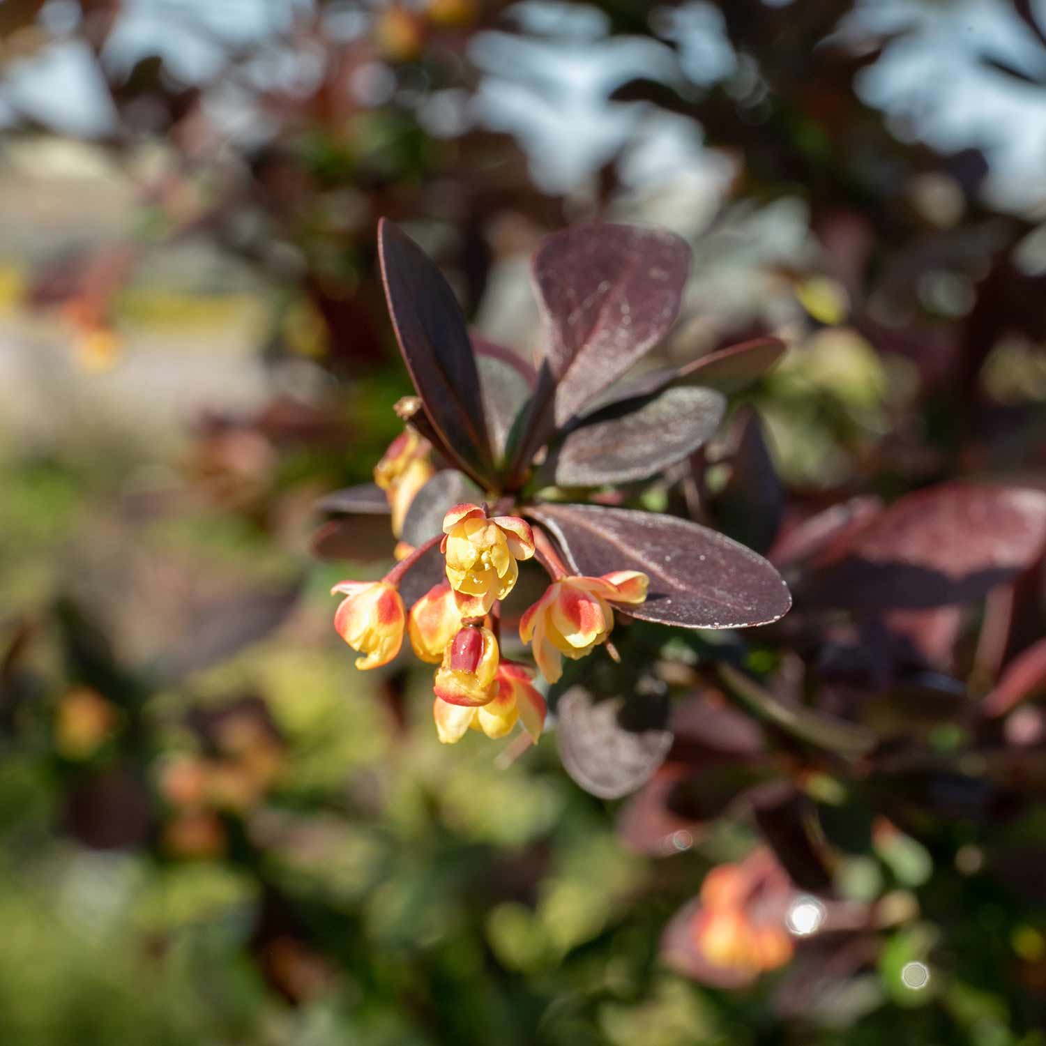 Berberis Thunbergii 'atropurpurea Nana' | 1 x 3L | Neon Orange