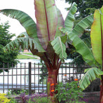 Hayloft Ensete Ventricosum Maurelii (Banana Plant) - 1 x 10.5 Cm Pot