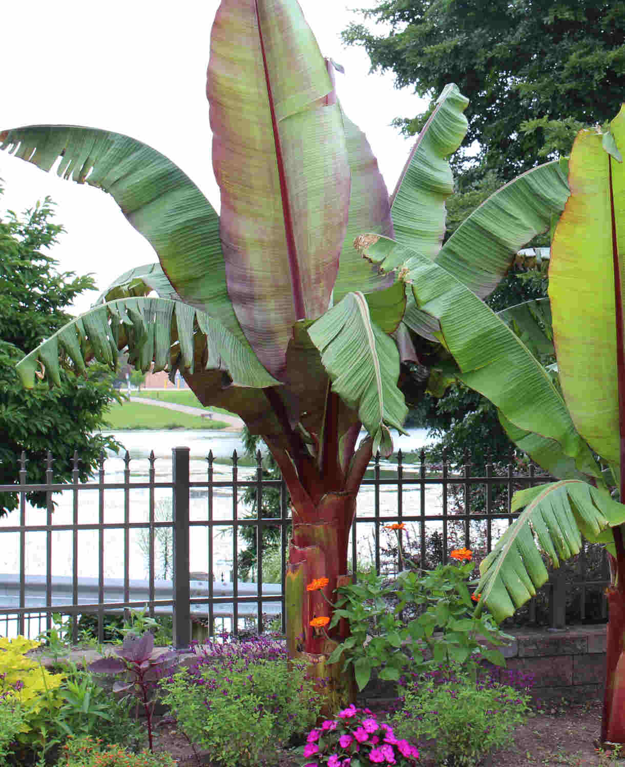 Hayloft Ensete Ventricosum Maurelii (Banana Plant) - 1 x 10.5 Cm Pot