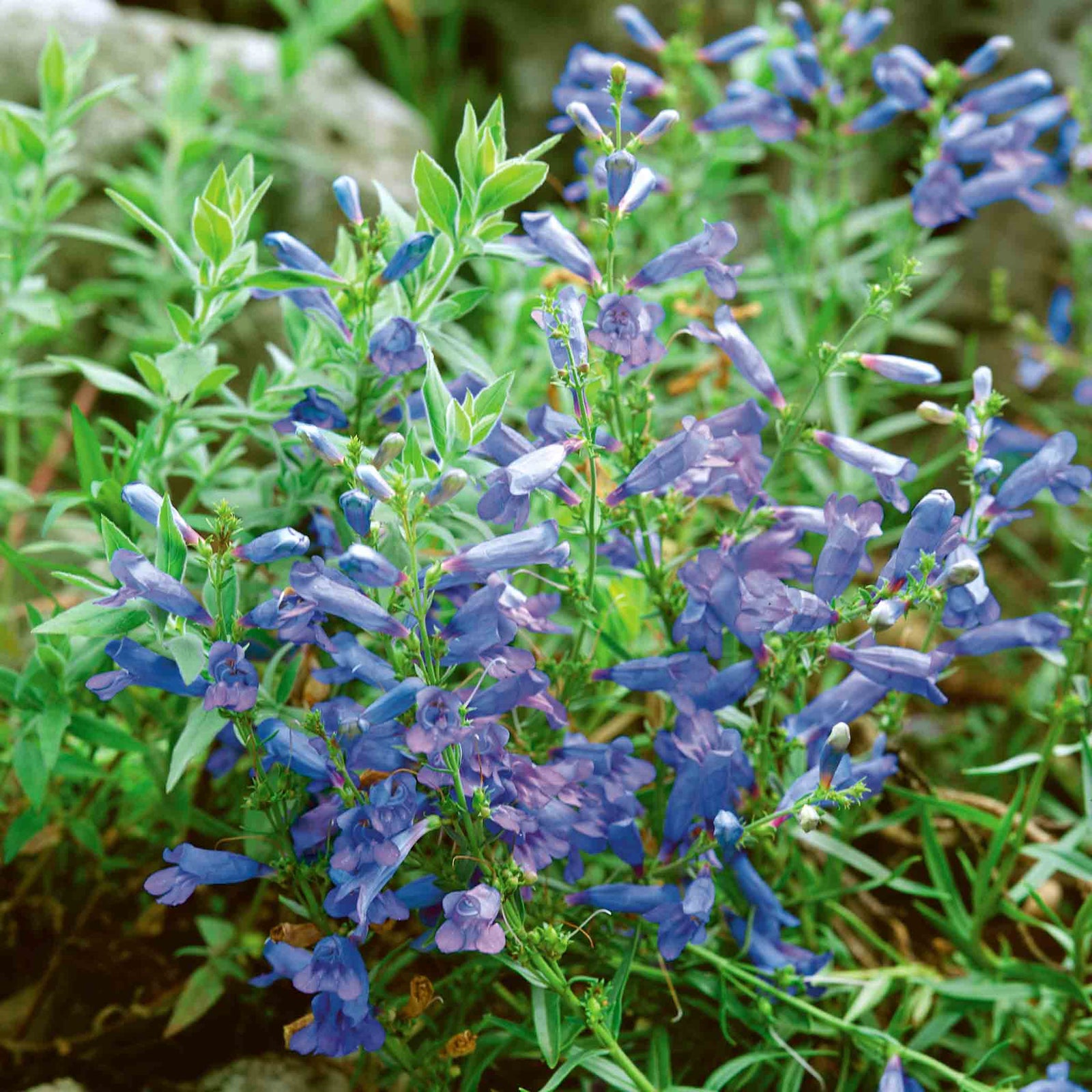 Penstemon Plant Collection - Varieties For Borders & Containers | Multi