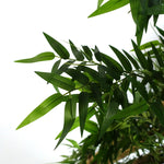 Artificial 120cm Oriental Bamboo Plant