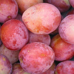 5x Mixed Large Fruit Tree Selection Pack Create Your Own Orchard 5 5-6ft Tall 2-3yr Trees Supplied Bare Rooted