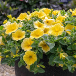 Petunia 'bees Knees' – Yellow | 12 x Plug Plants | Yellow