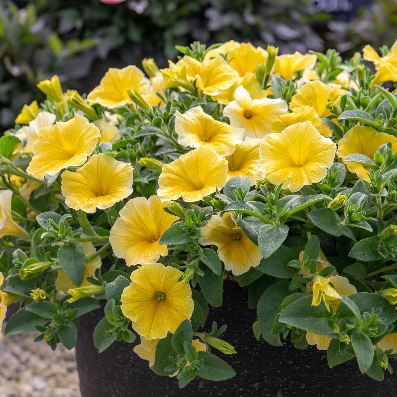Petunia 'bees Knees' – Yellow | 12 x Plug Plants | Yellow