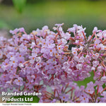 Thompson & Morgan Buddleja Davidii Pink Delight 9cm Potted Plant X 1