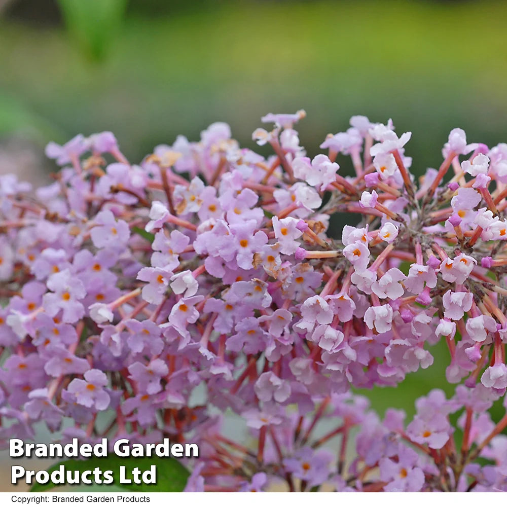 Thompson & Morgan Buddleja Davidii Pink Delight 9cm Potted Plant X 1