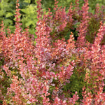 Berberis 'orange Rocket' Shrub Pot | 1 x 3L | Orange