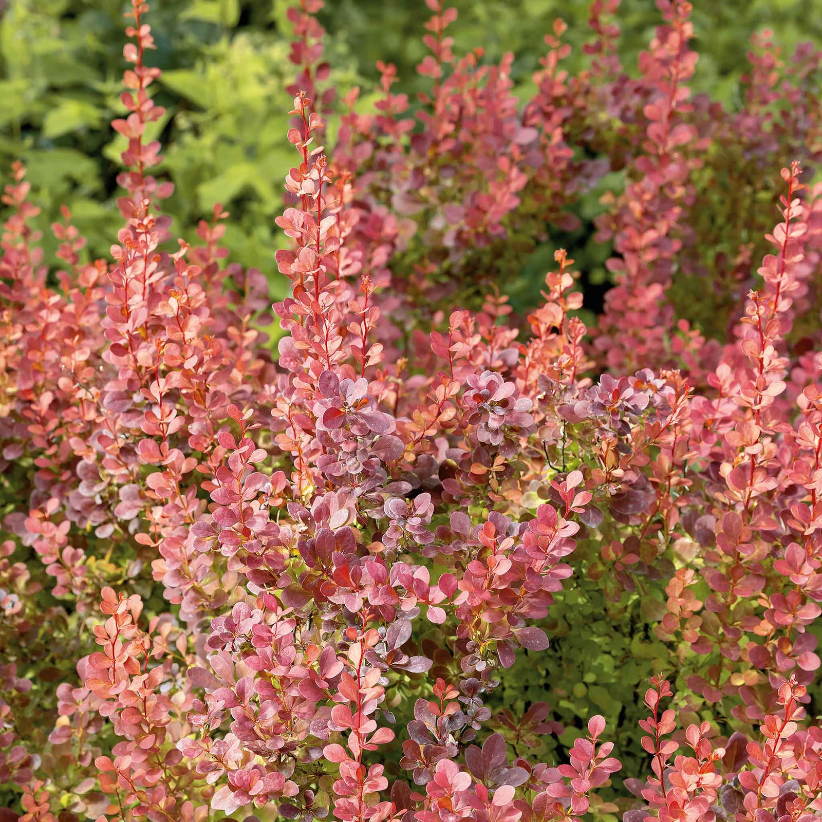 Berberis 'orange Rocket' Shrub Pot | 1 x 3L | Orange