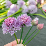 Chive Plant (allium Schoenoprasum) - Hardy 30cm Perennial Herb For Containers And Gardens | 3 Plug Plants | Green