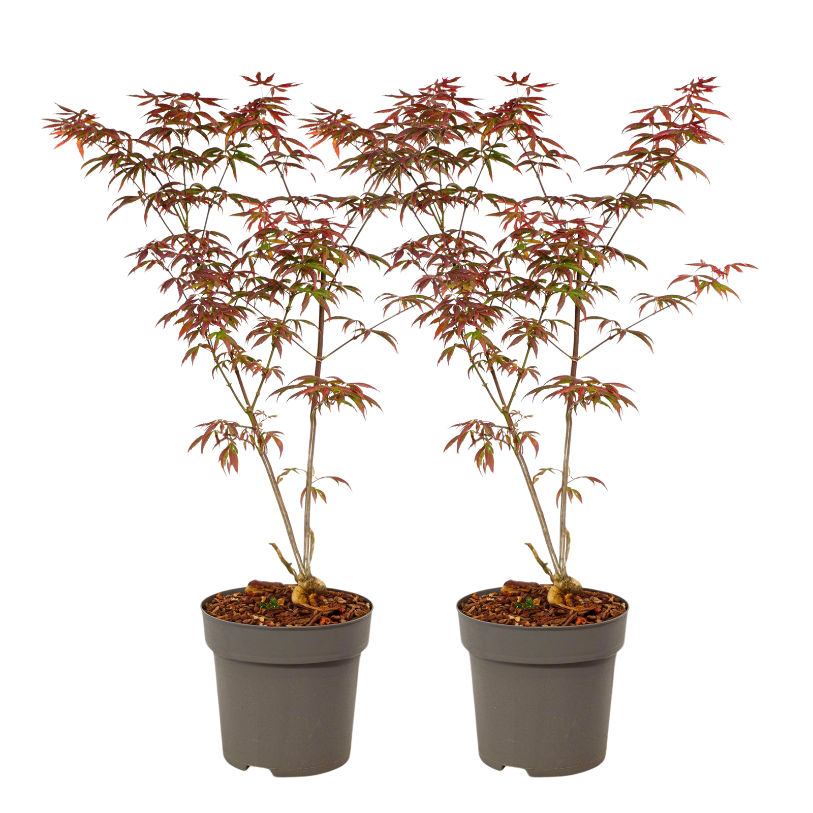 Japanese Maple - Acer Palmatum 'Starfish' - Height 60-70cm - ⌀19cm | Set of 2 | Red