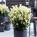 Euonymus 'himalaya' Evergreen Shrub - Hardy Low-maintenance | 1 x 9cm | Green & White