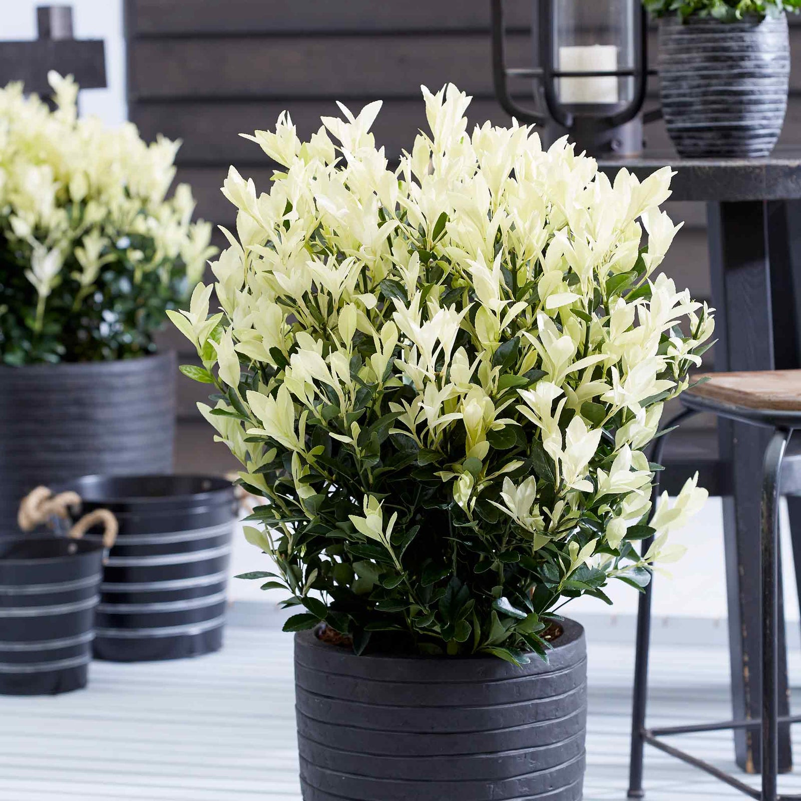 Euonymus 'himalaya' Evergreen Shrub - Hardy Low-maintenance | 1 x 9cm | Green & White