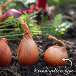 Golden Gourmet Shallot Sets | Set of 15